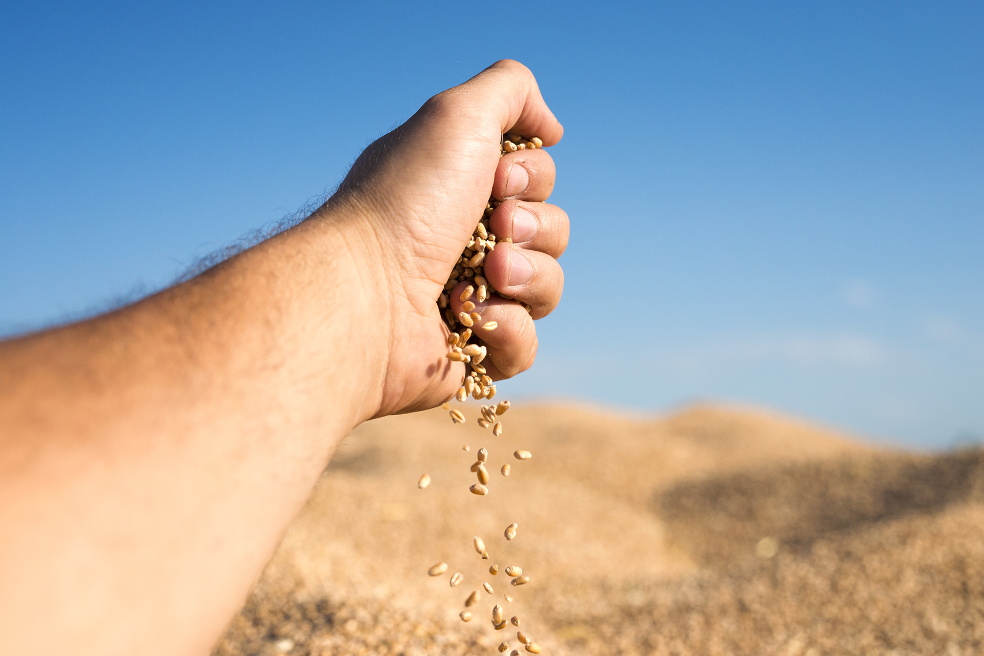 Wheat seeds pouring out of hand representing good yields and successful harvest.